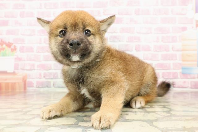東京都の豆柴 (Coo&RIKU下北沢店/2025年5月25日生まれ/男の子/赤)の子犬の2枚目の画像