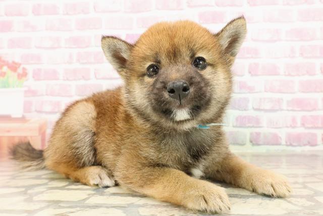 東京都の豆柴 (Coo&RIKU下北沢店/2025年5月25日生まれ/男の子/赤)の子犬の3枚目の画像