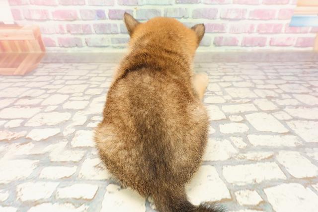 東京都の豆柴 (Coo&RIKU下北沢店/2025年5月25日生まれ/男の子/赤)の子犬の4枚目の画像