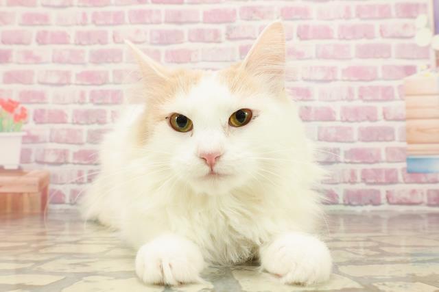 ノルウェージャン・フォレストキャット