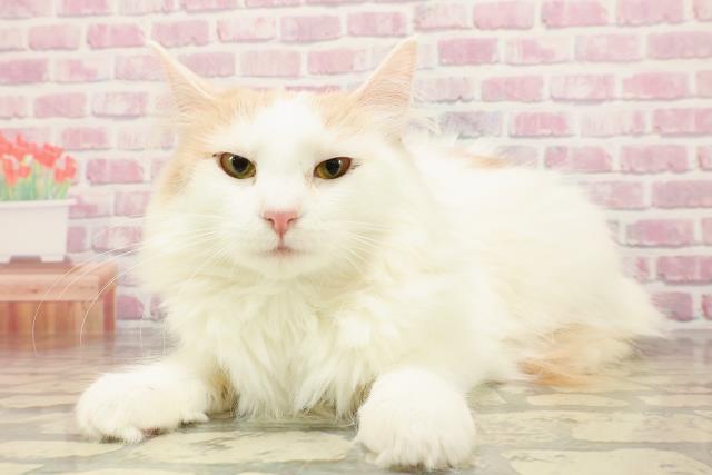 【中古】 福日福猫/幻冬舎/高森共子 譲渡猫一覧 | ペットショップCoo＆RIKU
