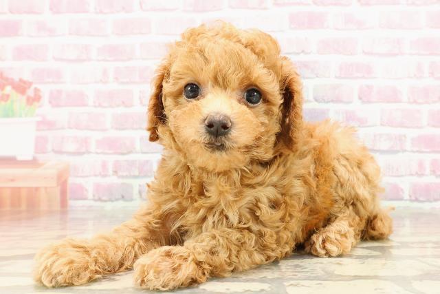 山梨県のトイプードル(トイ) (Coo&RIKU甲府昭和通り店/2025年5月27日生まれ/男の子/アプリコット)の子犬の2枚目の画像