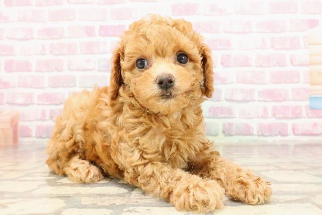 山梨県のトイプードル(トイ) (Coo&RIKU甲府昭和通り店/2025年5月27日生まれ/男の子/アプリコット)の子犬の3枚目の画像