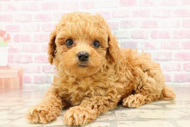 東京都のトイプードル(トイ) (Coo&RIKU大久保店/2025年5月27日生まれ/男の子/アプリコット)の子犬の2枚目の画像