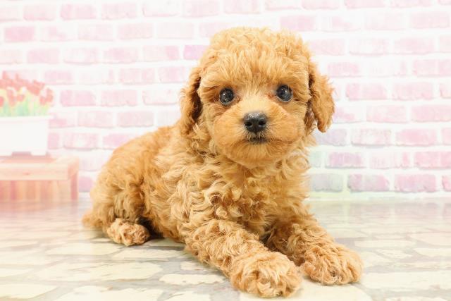 東京都のトイプードル(トイ) (Coo&RIKU大久保店/2025年5月27日生まれ/男の子/アプリコット)の子犬の3枚目の画像