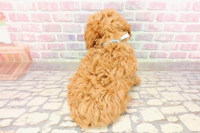 東京都のトイプードル(トイ) (Coo&RIKU大久保店/2025年5月27日生まれ/男の子/アプリコット)の子犬の4枚目の画像