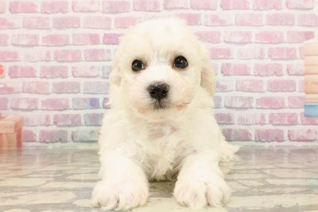宮城県のビションフリーゼ (Coo&RIKU石巻店/2025年5月28日生まれ/男の子/ホワイト)の子犬の1枚目の画像
