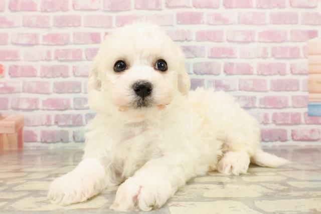 宮城県のビションフリーゼ (Coo&RIKU石巻店/2025年5月28日生まれ/男の子/ホワイト)の子犬の2枚目の画像