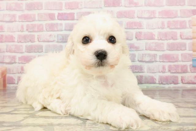宮城県のビションフリーゼ (Coo&RIKU石巻店/2025年5月28日生まれ/男の子/ホワイト)の子犬の3枚目の画像