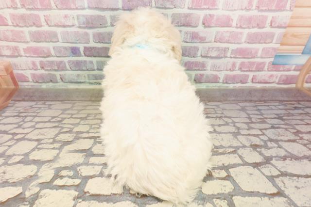 宮城県のビションフリーゼ (Coo&RIKU石巻店/2025年5月28日生まれ/男の子/ホワイト)の子犬の4枚目の画像