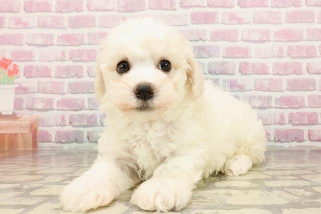 埼玉県のビションフリーゼ (Coo&RIKU草加バイパス店/2025年5月28日生まれ/女の子/ホワイト)の子犬の2枚目の画像