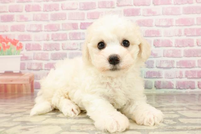 埼玉県のビションフリーゼ (Coo&RIKU草加バイパス店/2025年5月28日生まれ/女の子/ホワイト)の子犬の3枚目の画像