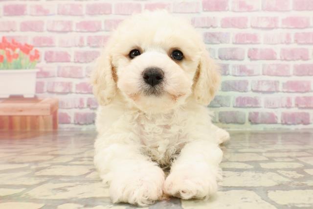 東京都のビションフリーゼ (Coo&RIKU八王子西店/2025年5月28日生まれ/女の子/ホワイト)の子犬の1枚目の画像