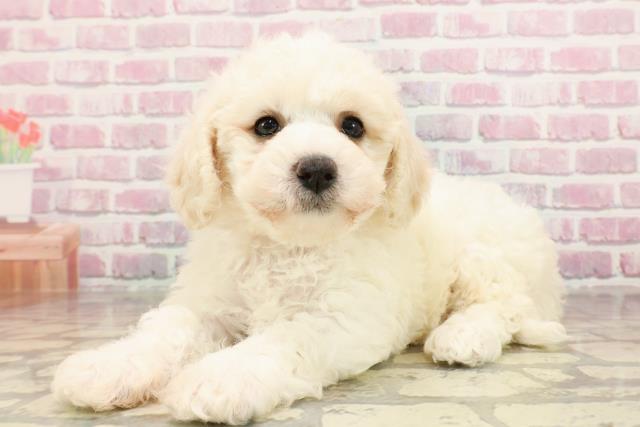 東京都のビションフリーゼ (Coo&RIKU八王子西店/2025年5月28日生まれ/女の子/ホワイト)の子犬の2枚目の画像