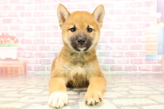 柴犬