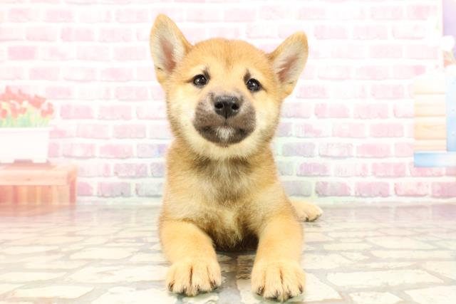 宮城県の柴犬(標準サイズ) (Coo&RIKU石巻店/2025年5月27日生まれ/男の子/赤)の子犬の1枚目の画像