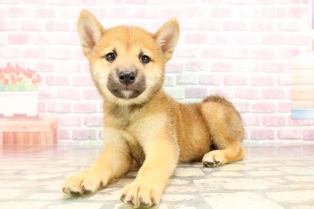 宮城県の柴犬(標準サイズ) (Coo&RIKU石巻店/2025年5月27日生まれ/男の子/赤)の子犬の2枚目の画像