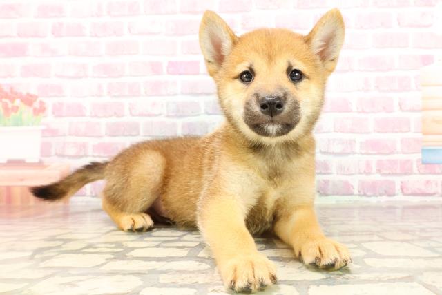 宮城県の柴犬(標準サイズ) (Coo&RIKU石巻店/2025年5月27日生まれ/男の子/赤)の子犬の3枚目の画像