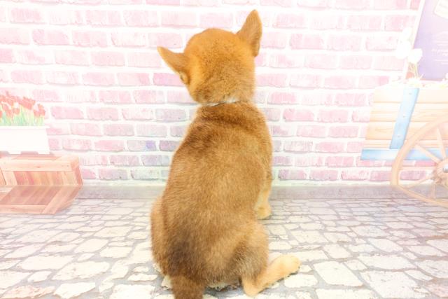 宮城県の柴犬(標準サイズ) (Coo&RIKU石巻店/2025年5月27日生まれ/男の子/赤)の子犬の4枚目の画像