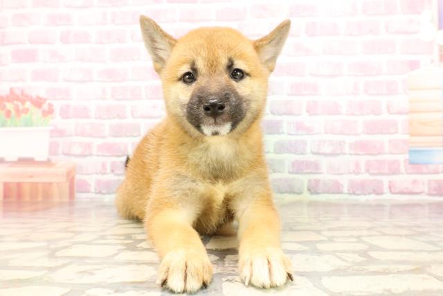 福島県の柴犬(標準サイズ) (Coo&RIKU郡山店/2025年5月27日生まれ/女の子/赤)の子犬の1枚目の画像