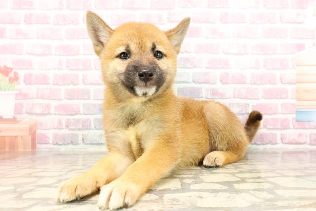 福島県の柴犬(標準サイズ) (Coo&RIKU郡山店/2025年5月27日生まれ/女の子/赤)の子犬の2枚目の画像