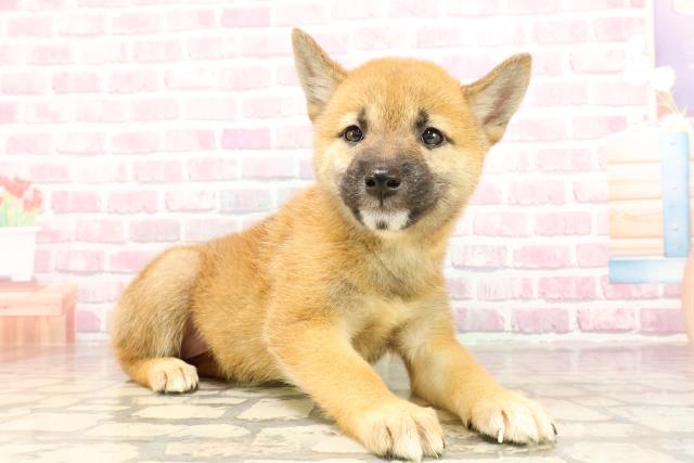 福島県の柴犬(標準サイズ) (Coo&RIKU郡山店/2025年5月27日生まれ/女の子/赤)の子犬の3枚目の画像
