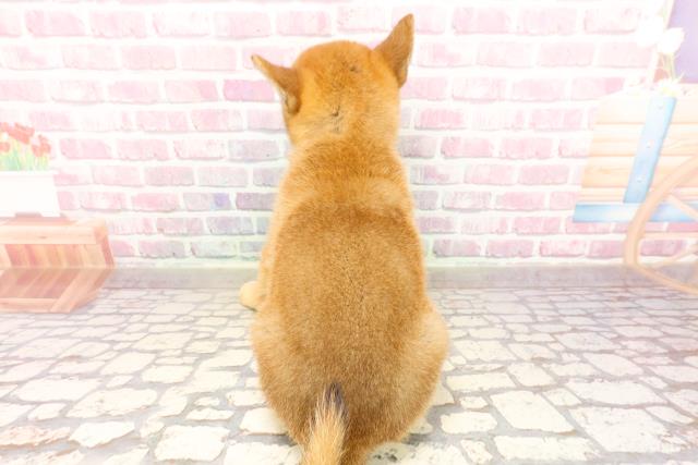 福島県の柴犬(標準サイズ) (Coo&RIKU郡山店/2025年5月27日生まれ/女の子/赤)の子犬の4枚目の画像