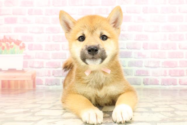 東京都の柴犬(標準サイズ) (Coo&RIKU足立本店/2025年5月27日生まれ/女の子/赤)の子犬の1枚目の画像