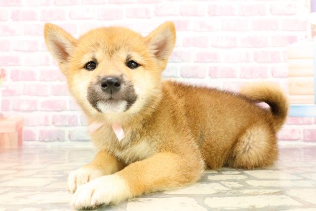 東京都の柴犬(標準サイズ) (Coo&RIKU足立本店/2025年5月27日生まれ/女の子/赤)の子犬の2枚目の画像