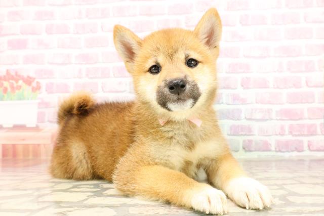 東京都の柴犬(標準サイズ) (Coo&RIKU足立本店/2025年5月27日生まれ/女の子/赤)の子犬の3枚目の画像