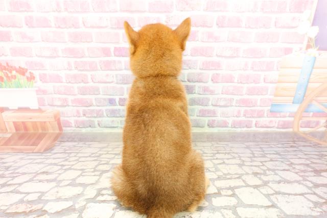 東京都の柴犬(標準サイズ) (Coo&RIKU足立本店/2025年5月27日生まれ/女の子/赤)の子犬の4枚目の画像
