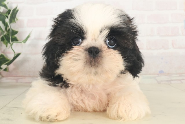 福岡県のシーズー (Coo&RIKU行橋店/2025年5月28日生まれ/女の子/ゴールドホワイト)の子犬の1枚目の画像
