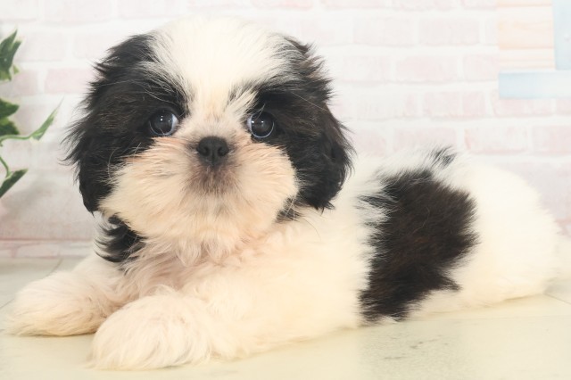 福岡県のシーズー (Coo&RIKU行橋店/2025年5月28日生まれ/女の子/ゴールドホワイト)の子犬の3枚目の画像