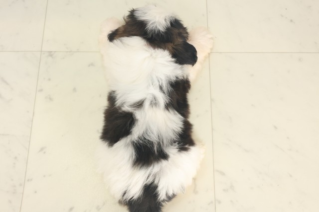 福岡県のシーズー (Coo&RIKU行橋店/2025年5月28日生まれ/女の子/ゴールドホワイト)の子犬の4枚目の画像