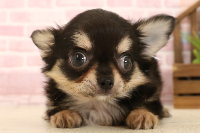 平成レトロ　ヴィンテージ　犬　いぬ　チワワ Amazon.co.jp: 夢いぬ チワワ 当時物 当時物 レア ビンテージ