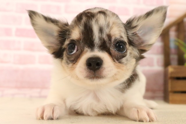 大分県のチワワ(ロング) (Coo&RIKU大分店/2025年5月26日生まれ/男の子/ブルーマールホワイト)の子犬の1枚目の画像