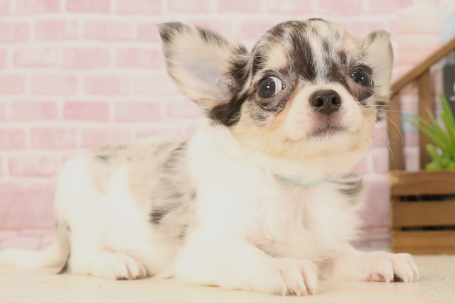 大分県のチワワ(ロング) (Coo&RIKU大分店/2025年5月26日生まれ/男の子/ブルーマールホワイト)の子犬の2枚目の画像
