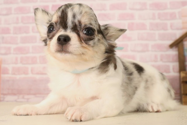 大分県のチワワ(ロング) (Coo&RIKU大分店/2025年5月26日生まれ/男の子/ブルーマールホワイト)の子犬の3枚目の画像