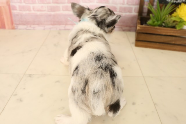 大分県のチワワ(ロング) (Coo&RIKU大分店/2025年5月26日生まれ/男の子/ブルーマールホワイト)の子犬の4枚目の画像