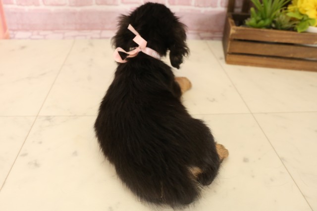 熊本県のカニンヘンダックスフンド(ロング) (Coo&RIKU熊本店/2025年5月27日生まれ/女の子/ブラックタン)の子犬の4枚目の画像