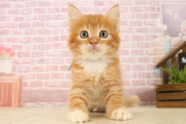 福岡県のサイベリアン (Coo&RIKU行橋店/2025年5月26日生まれ/男の子/レッドタビーホワイト)の子猫の1枚目の画像