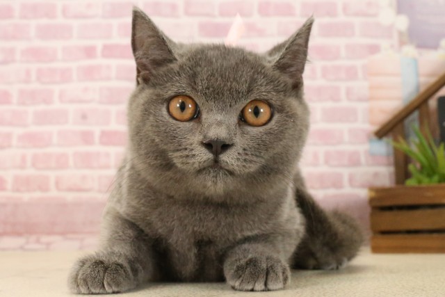 大分県のブリティッシュショートヘアー (Coo&RIKU大分店/2025年3月9日生まれ/女の子/ブルー)の子猫の1枚目の画像