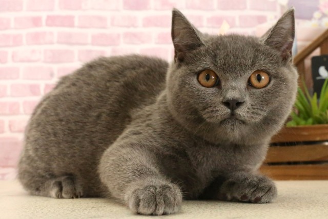 大分県のブリティッシュショートヘアー (Coo&RIKU大分店/2025年3月9日生まれ/女の子/ブルー)の子猫の2枚目の画像