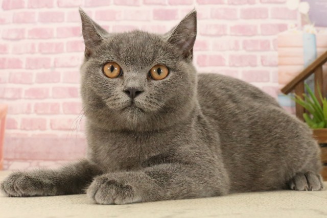 大分県のブリティッシュショートヘアー (Coo&RIKU大分店/2025年3月9日生まれ/女の子/ブルー)の子猫の3枚目の画像