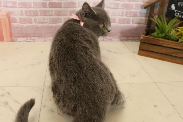 大分県のブリティッシュショートヘアー (Coo&RIKU大分店/2025年3月9日生まれ/女の子/ブルー)の子猫の4枚目の画像