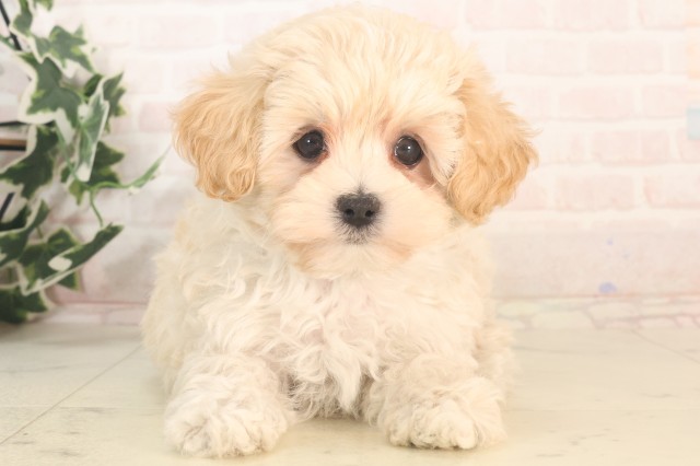 熊本県のマルプー(マルチーズ×プードル) (Coo&RIKU熊本店/2025年5月27日生まれ/男の子/クリーム)の子犬