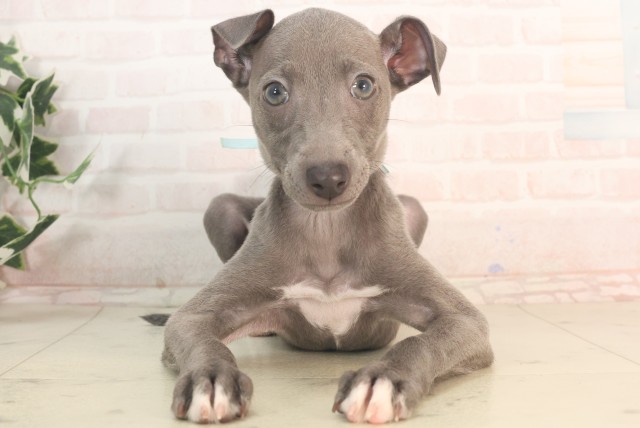 大分県のイタリアングレーハウンド (Coo&RIKU大分店/2025年5月22日生まれ/男の子/ブルーホワイト)の子犬の1枚目の画像
