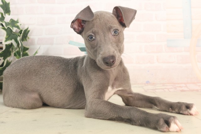 大分県のイタリアングレーハウンド (Coo&RIKU大分店/2025年5月22日生まれ/男の子/ブルーホワイト)の子犬の2枚目の画像