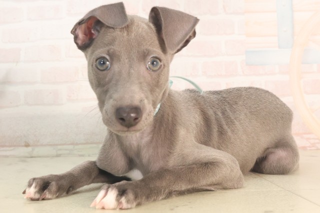 大分県のイタリアングレーハウンド (Coo&RIKU大分店/2025年5月22日生まれ/男の子/ブルーホワイト)の子犬の3枚目の画像