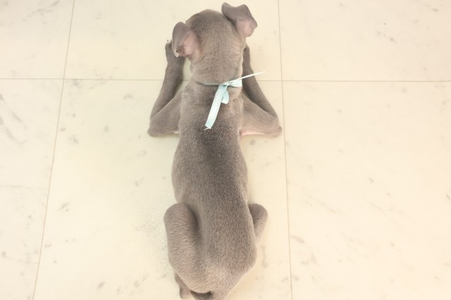大分県のイタリアングレーハウンド (Coo&RIKU大分店/2025年5月22日生まれ/男の子/ブルーホワイト)の子犬の4枚目の画像